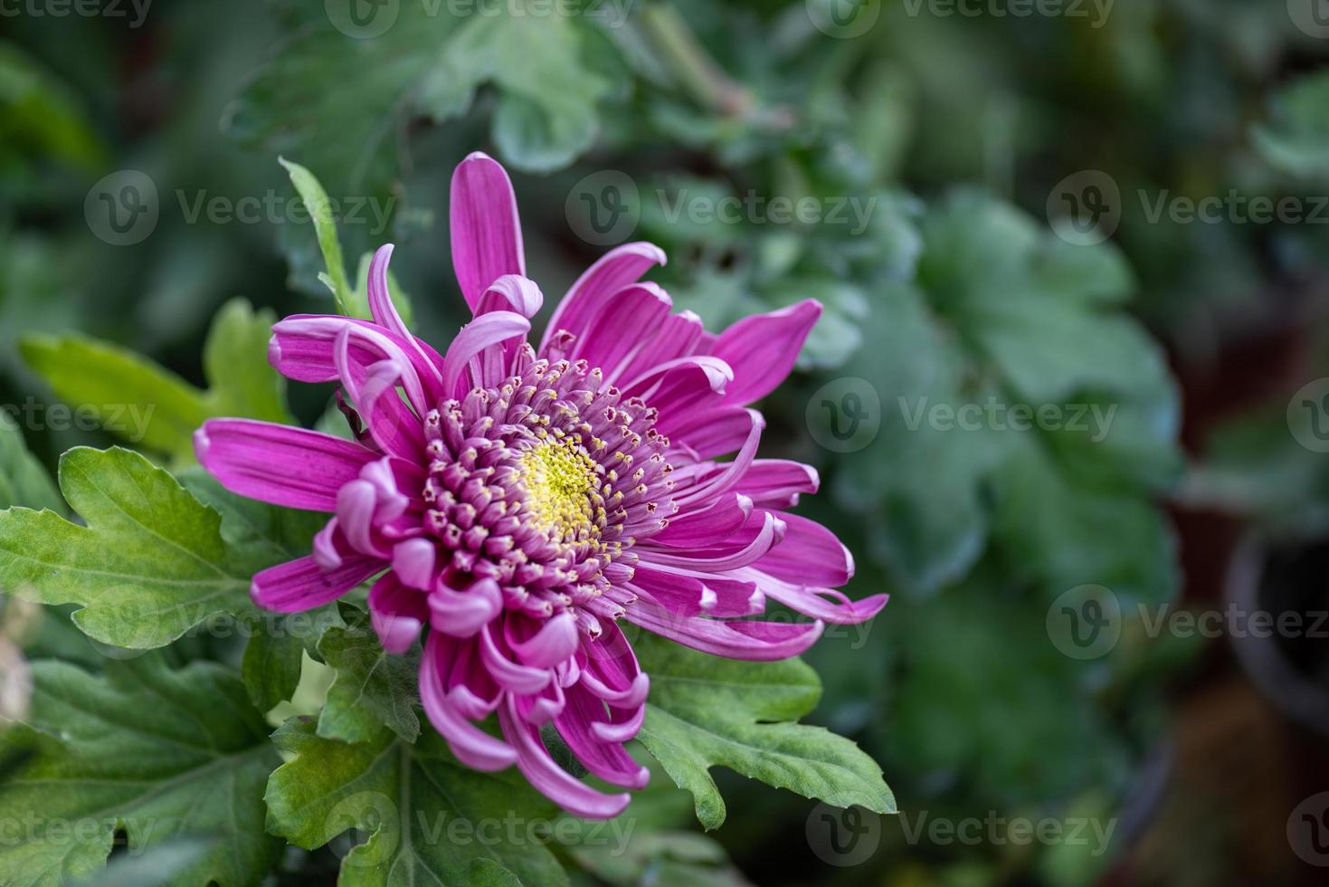 de kleinere paarse chrysanten in het park staan tegen een donkergroene achtergrond foto