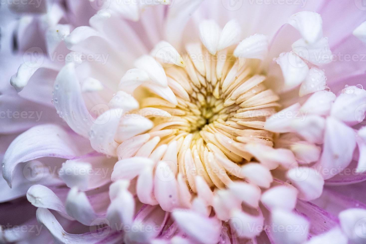 grote paarse chrysanten in het park foto