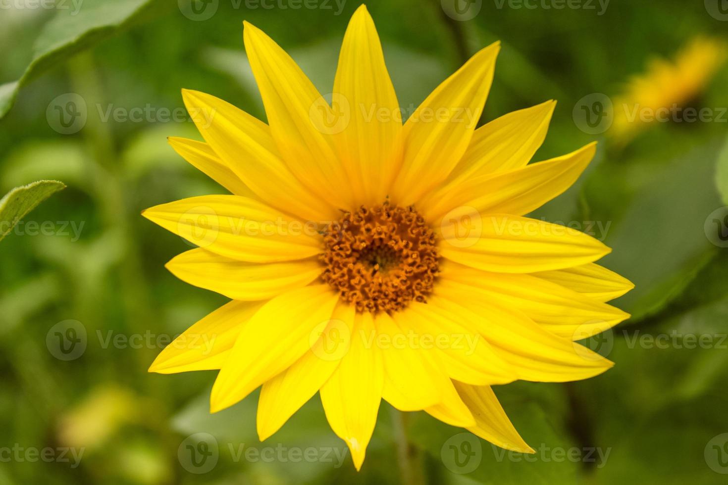 natuurlijke mooie bloem close-up foto