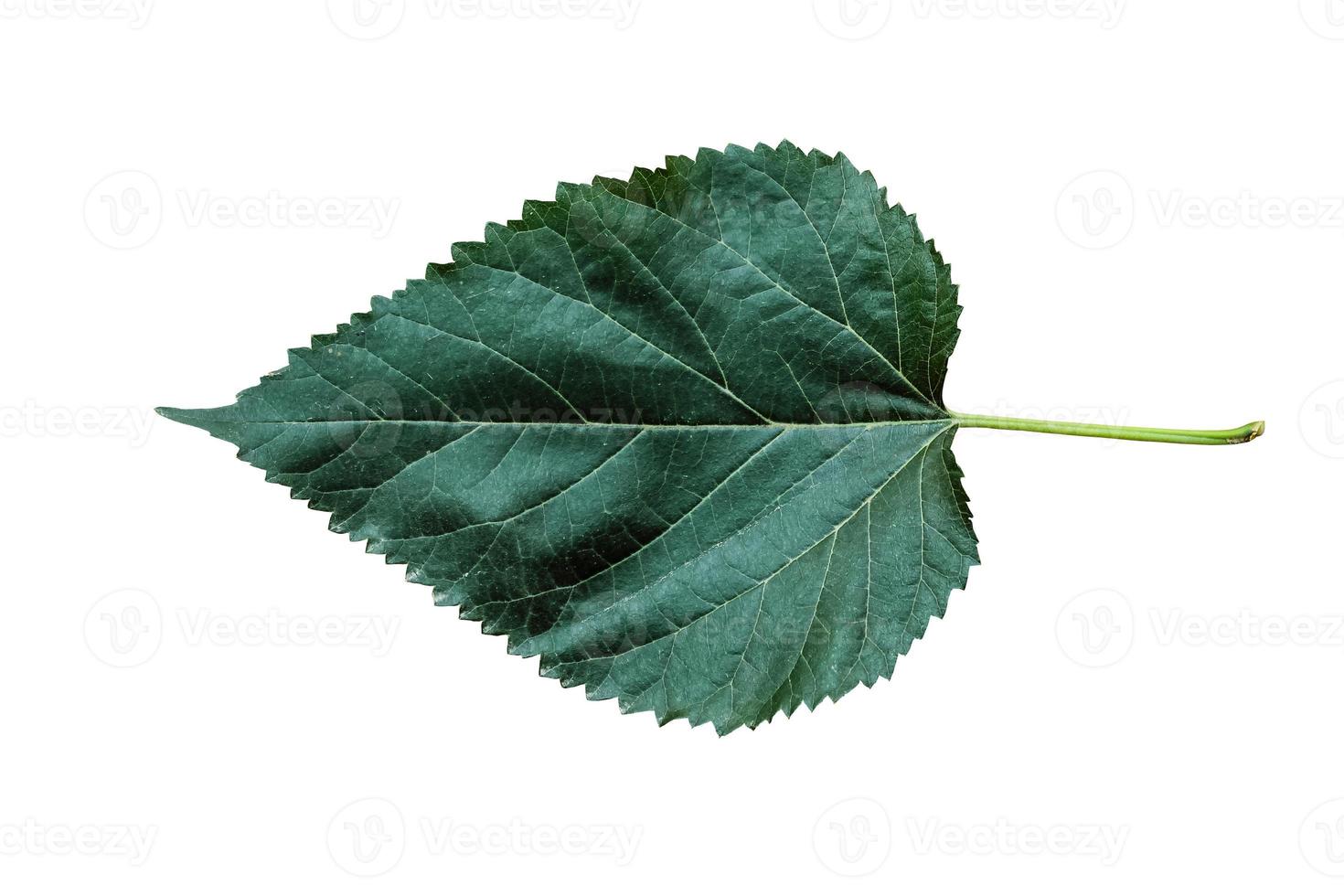 prachtig natuurgroen blad met 3 verschillende soorten achtergrond foto