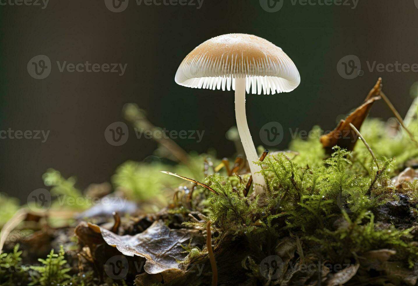 ai gegenereerd hemimycena soorten mairei. ai gegenereerd. foto