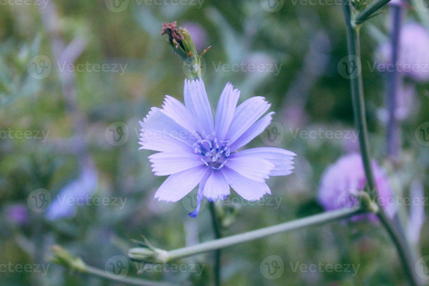 natuurlijke mooie bloem close-up foto