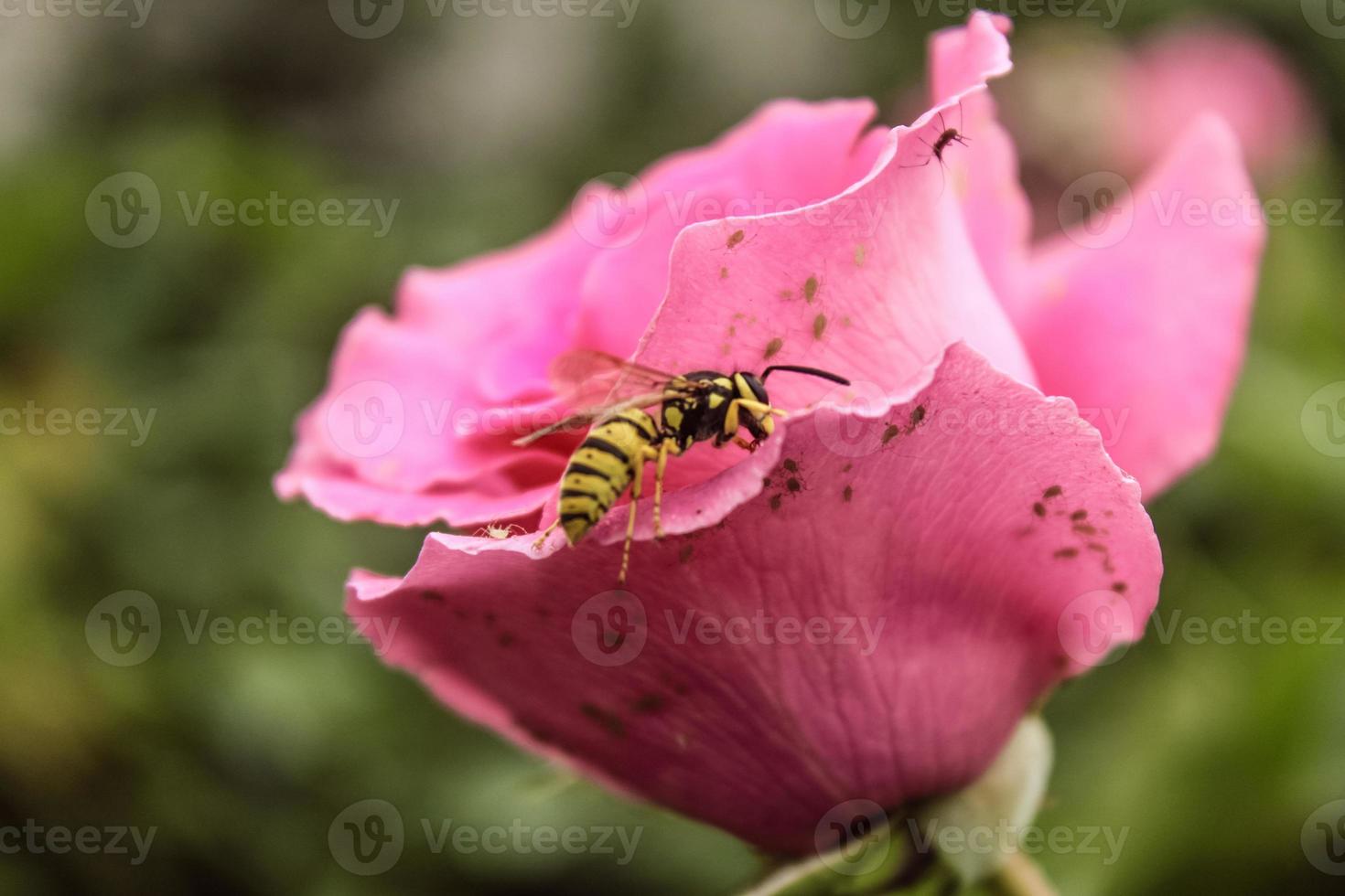 natuurlijke mooie bloem close-up foto