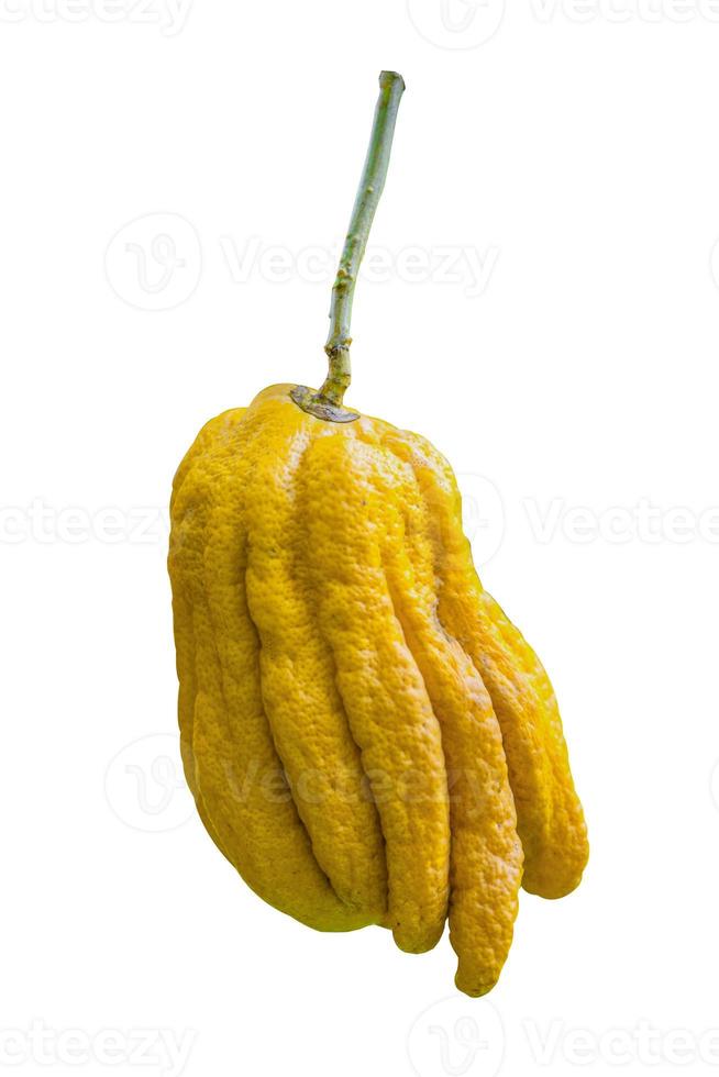 citrus medica var. sarcodactylus, fingered citron van Boeddha's hand, fruit is geurig voor parfum geïsoleerd op een witte achtergrond met uitknippad. foto
