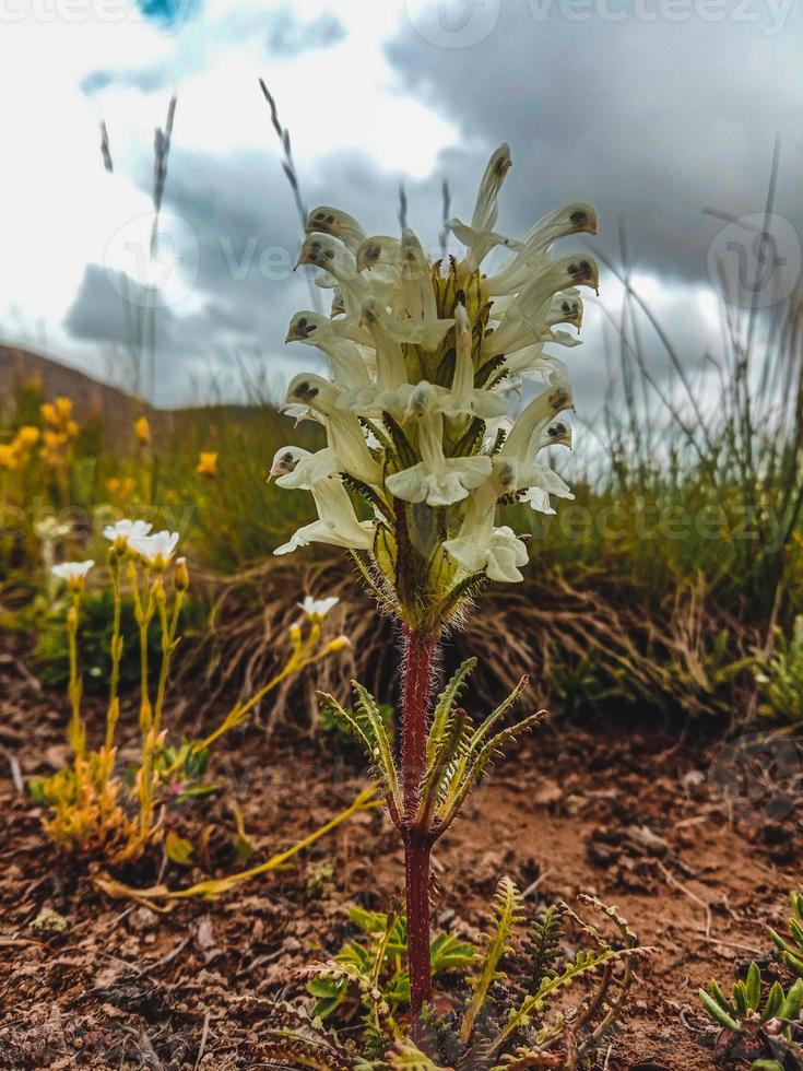 bloemen van deosai nationaal park foto