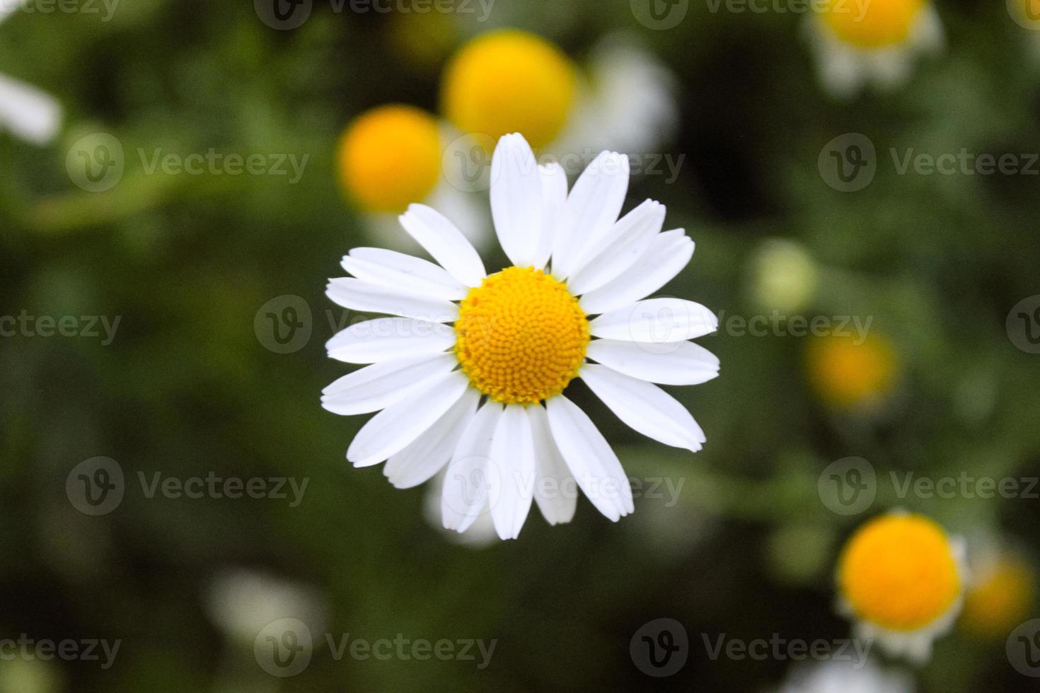 natuurlijke mooie bloem close-up foto