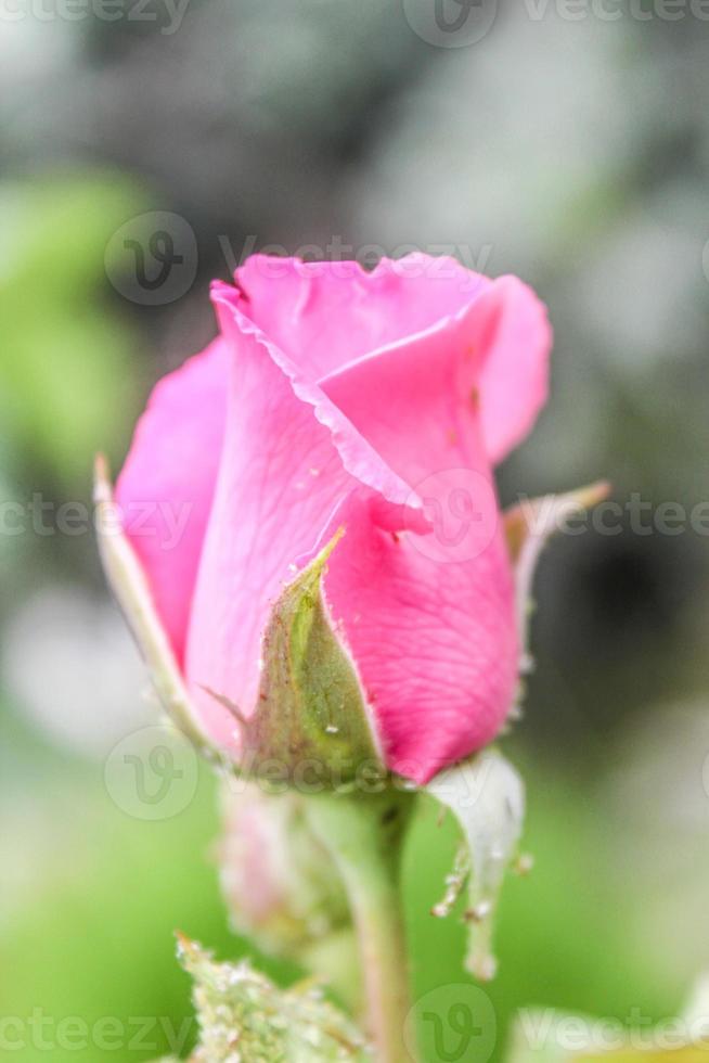 natuurlijke mooie bloem close-up foto