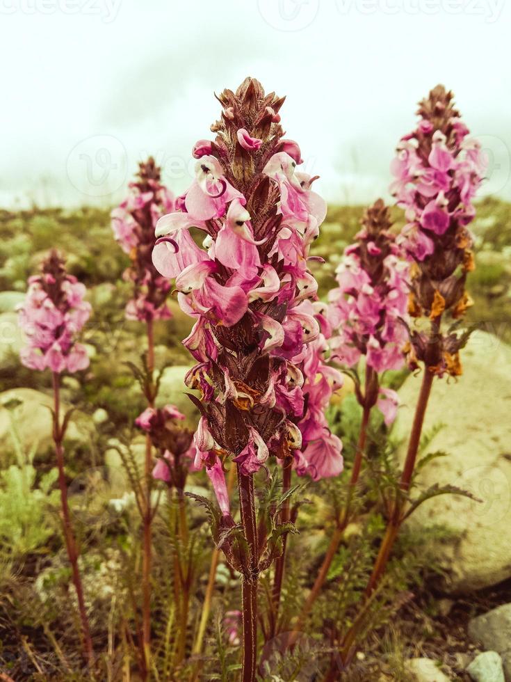 bloemen van deosai nationaal park foto