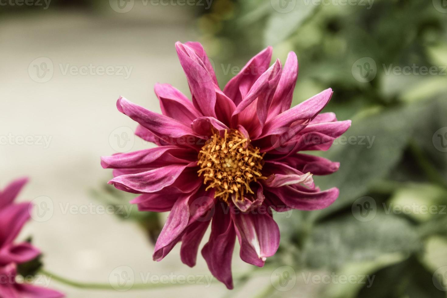natuurlijke mooie bloem close-up foto