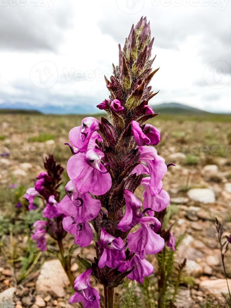 bloemen van deosai nationaal park foto