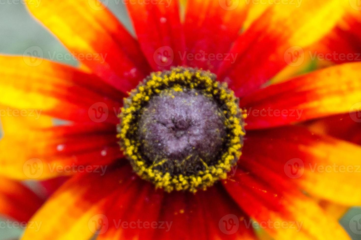 natuurlijke mooie bloem close-up foto