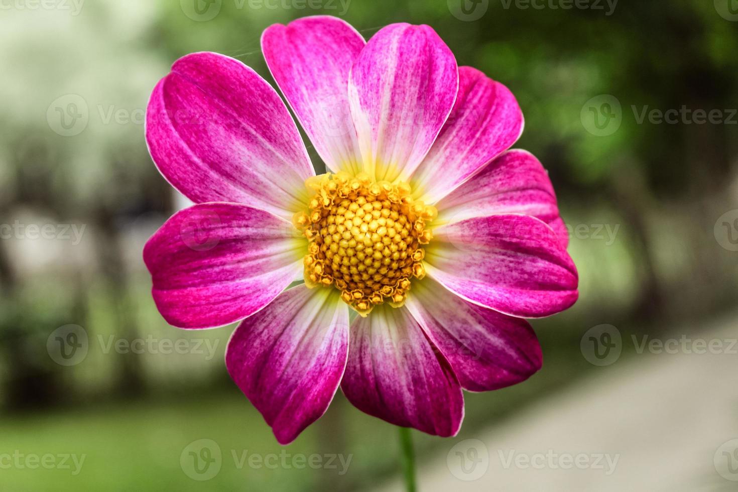 natuurlijke mooie bloem close-up foto