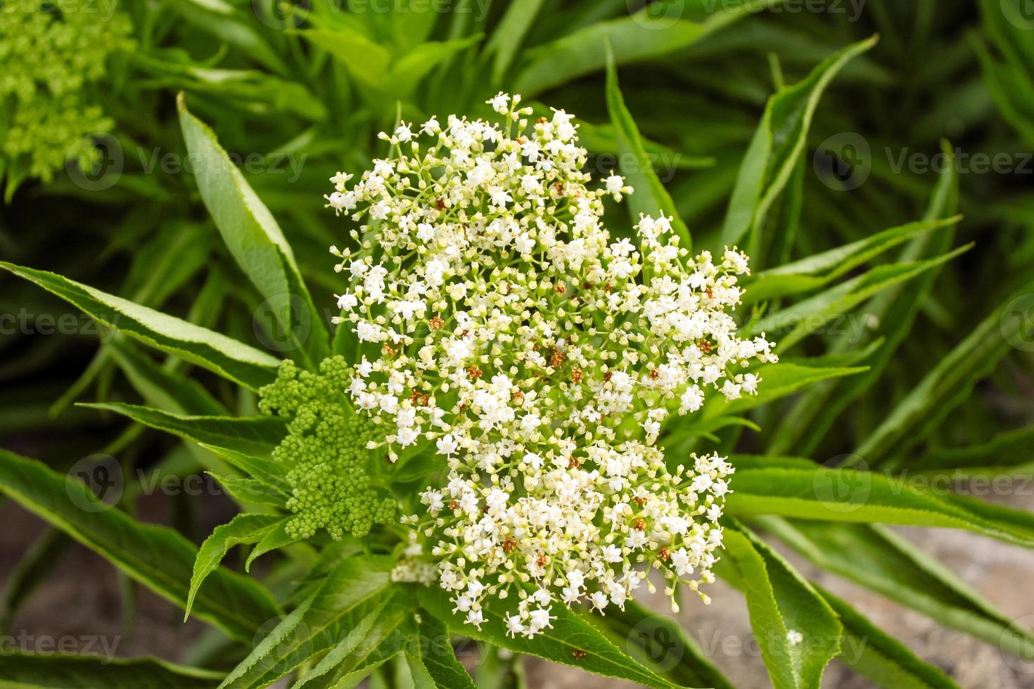 natuurlijke mooie bloem close-up foto