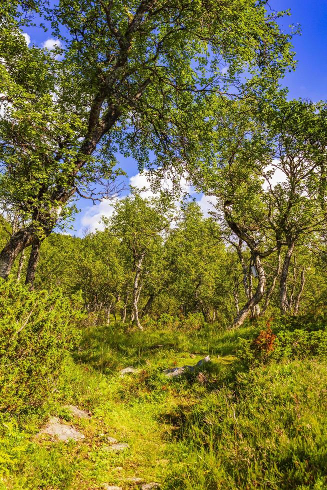 noors landschap met bomen, sparren, bergen en rotsen. noorwegen natuur foto