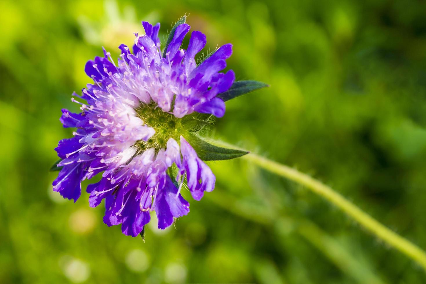 blauwviolette bloemen op de bloemenweide zomer in noorwegen foto