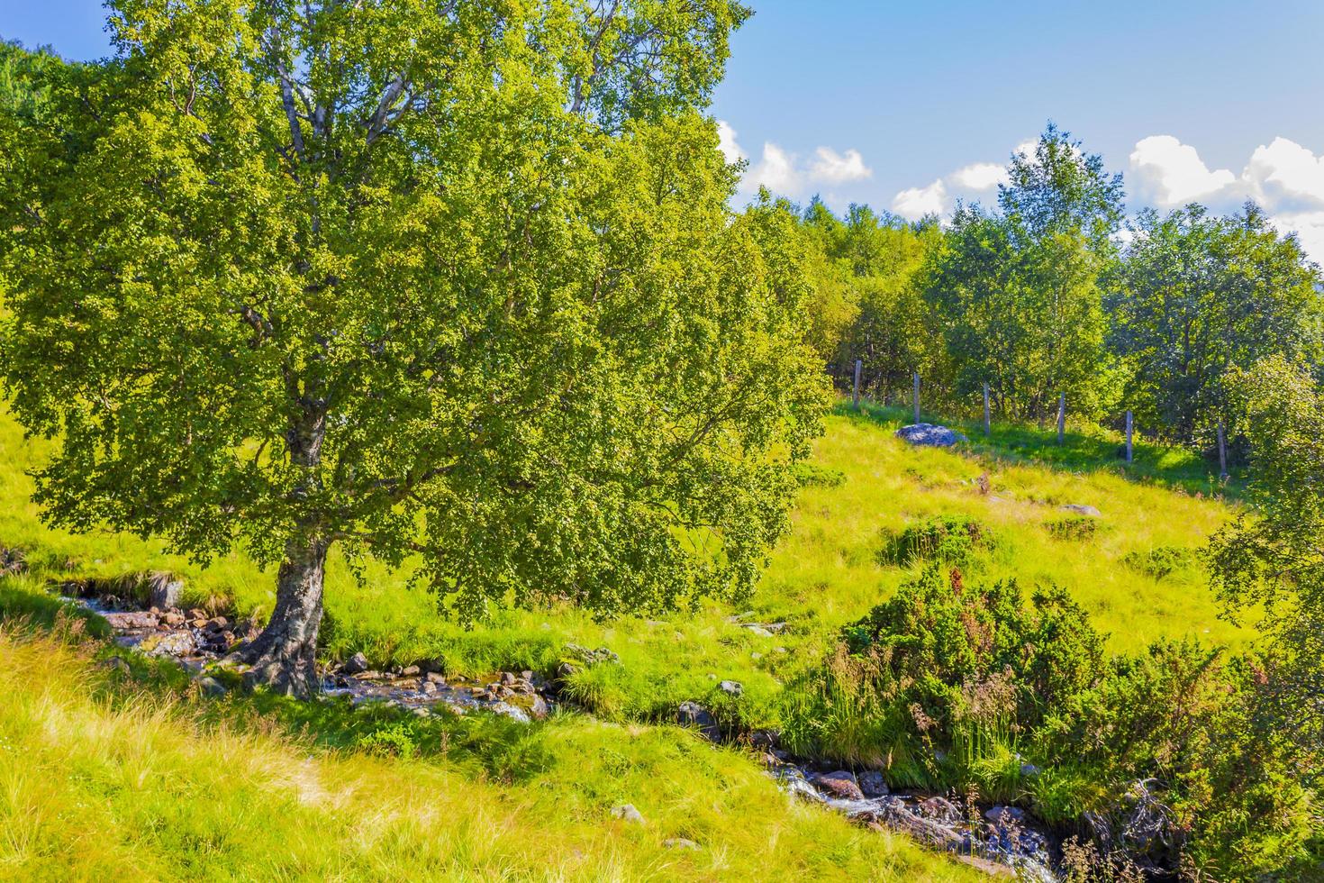 berg- en boslandschap panorama op zonnige dag vang noorwegen foto