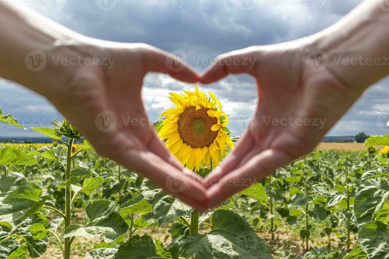 handen vormen een hart in voorkant van een zonnebloem, concept van liefde, geluk en zorg, helianthus annuus foto