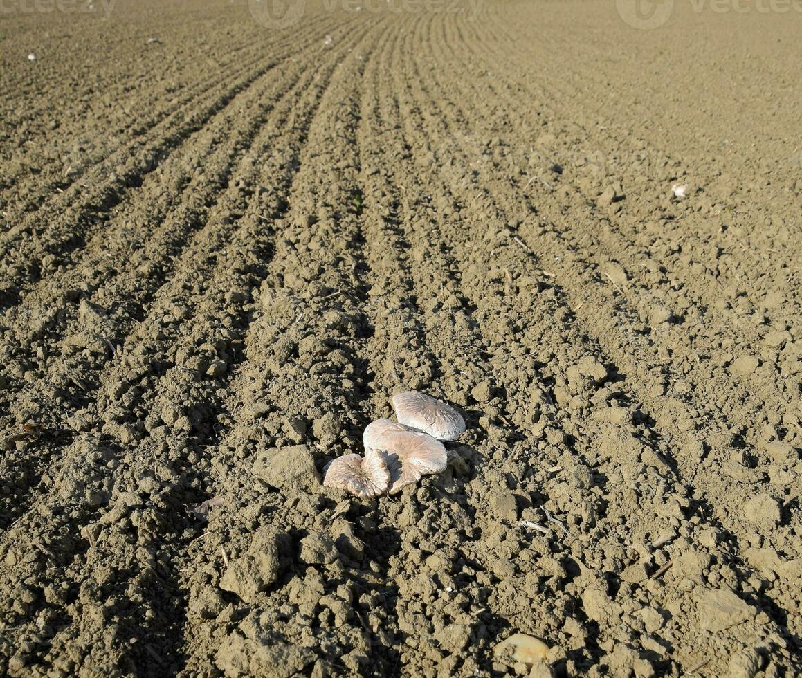 veld- champignons. eetbaar paddestoel. de groei van champignons in t foto