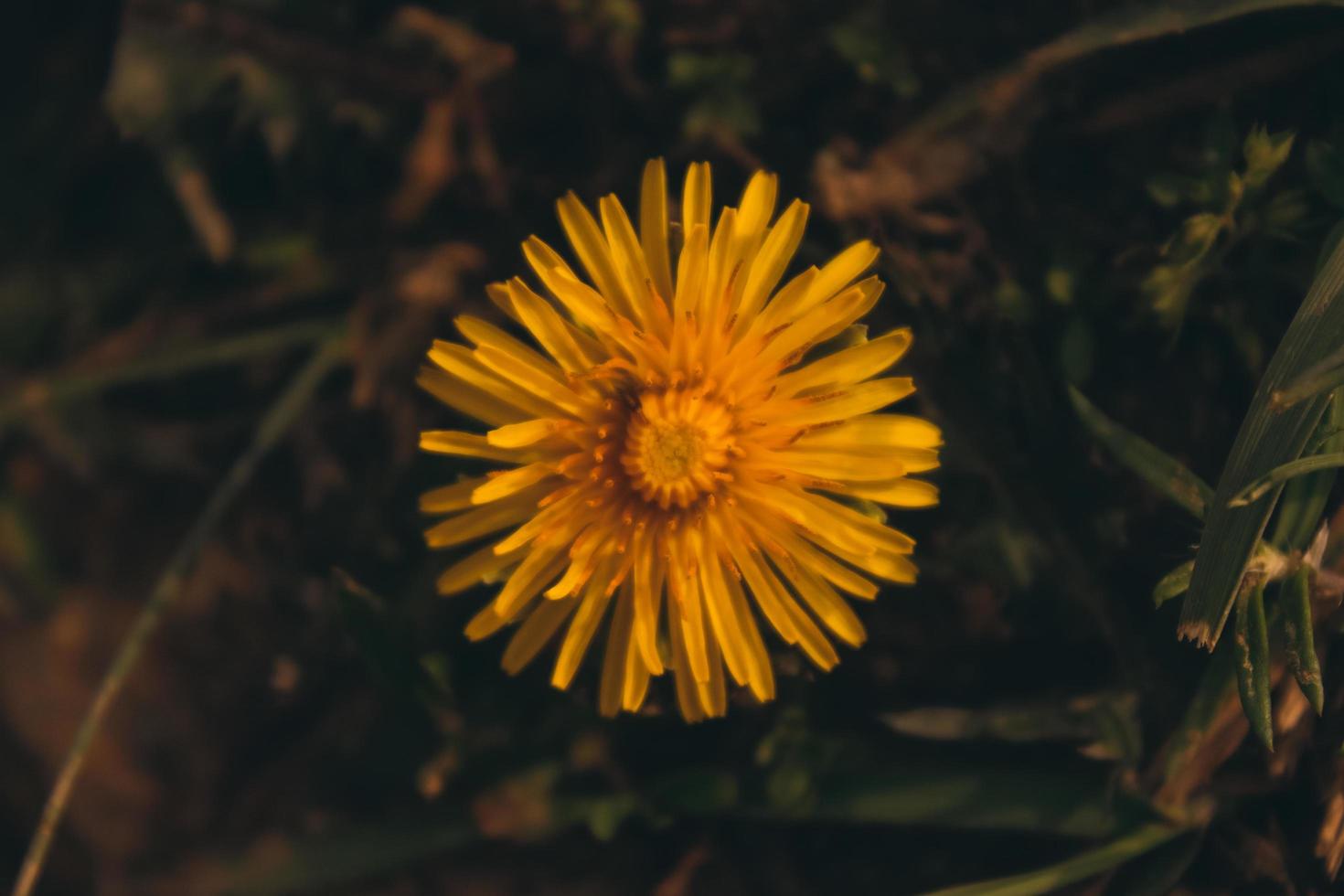 natuurlijke mooie bloem close-up foto