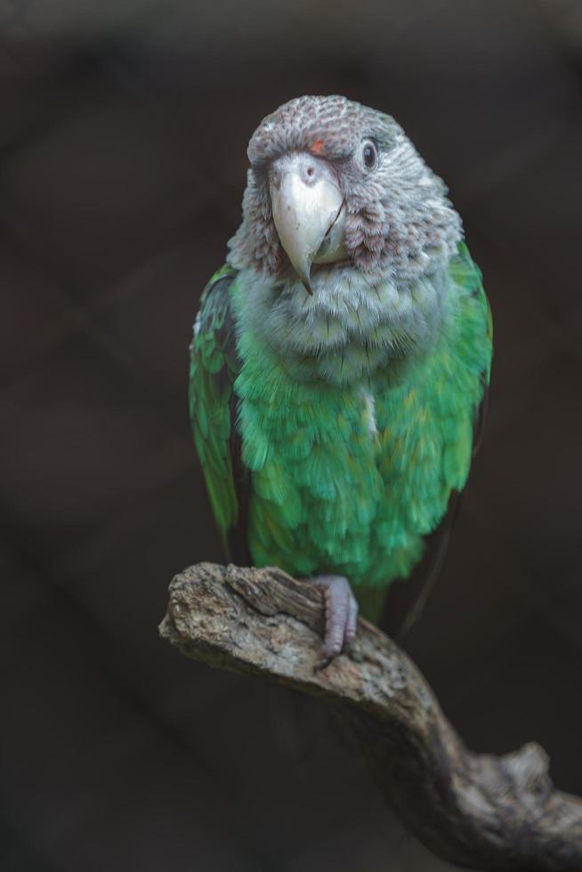 bruine hals papegaai foto
