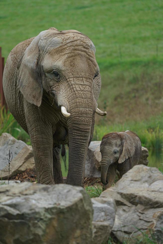 Afrikaanse bush olifant foto