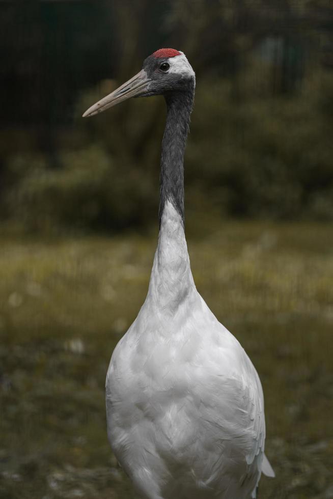 rode gekroonde kraan foto