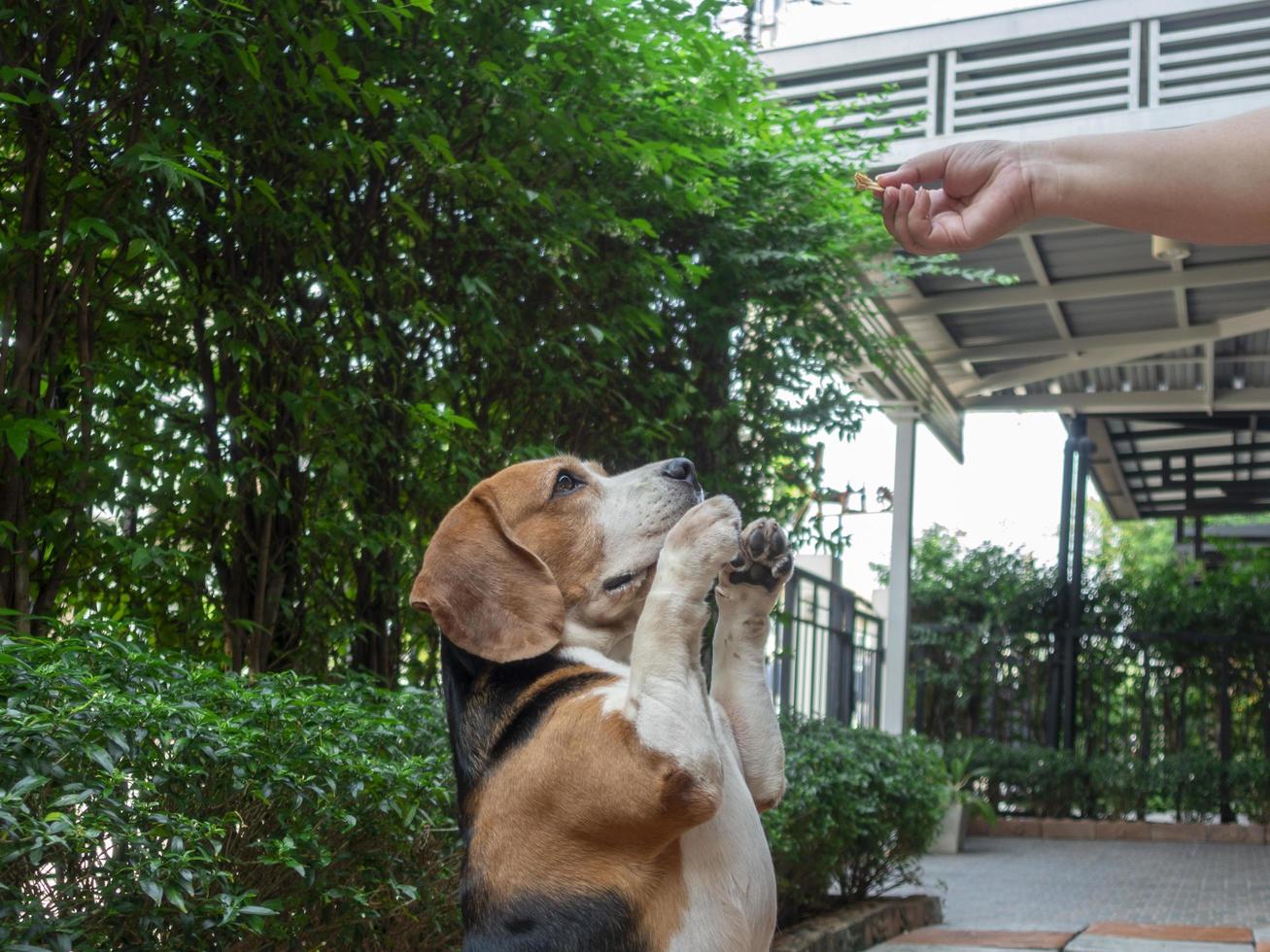 beagle hond wachten op wat eten. foto