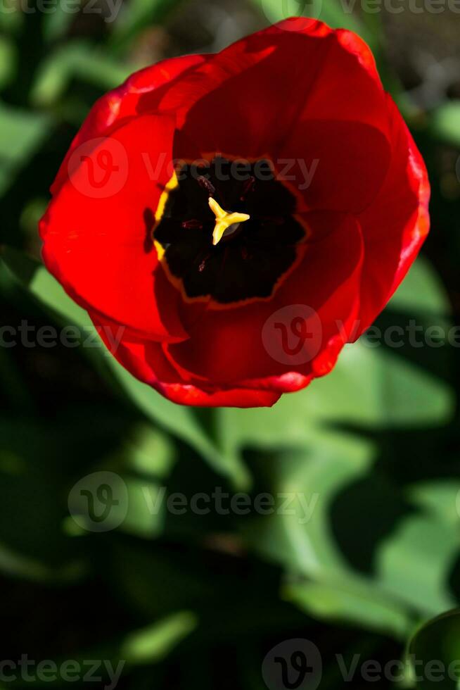rood tulpen in de grond in een tuin Bij lente foto