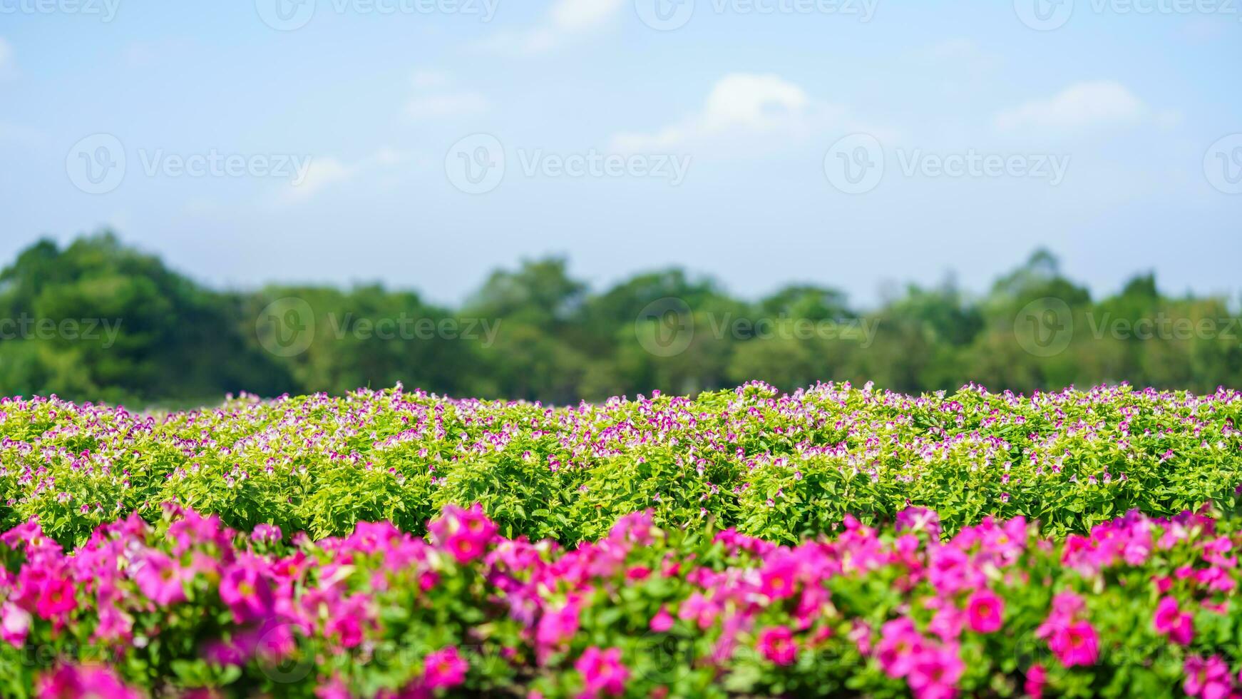 natuur visie van roze bloem en groen blad met blauw lucht onder zonlicht met kopiëren ruimte gebruik makend van net zo achtergrond natuurlijk landschap, ecologie behang Hoes bladzijde concept. foto