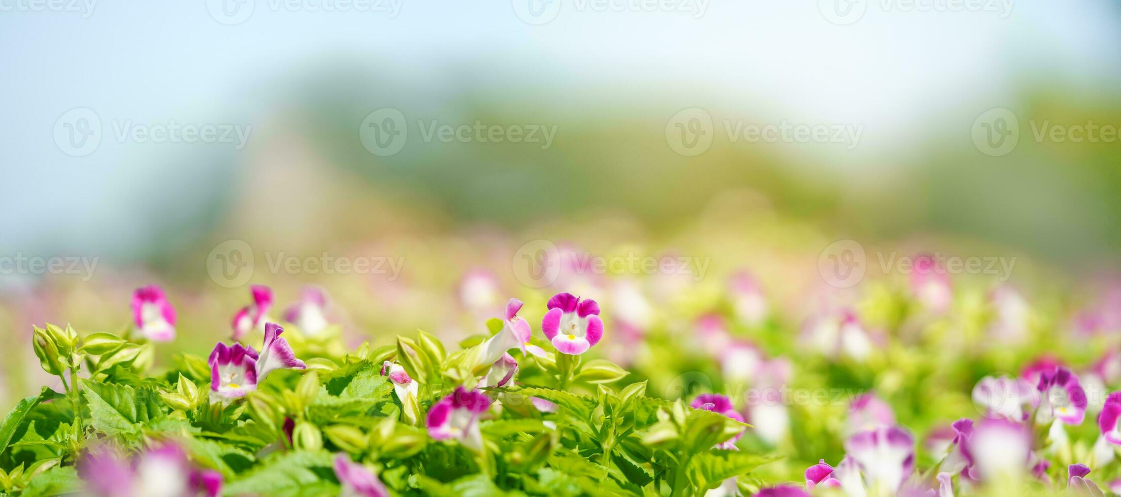 detailopname van mini roze bloem onder zonlicht met kopiëren ruimte gebruik makend van net zo achtergrond natuurlijk groen planten landschap, ecologie behang Hoes bladzijde concept. foto