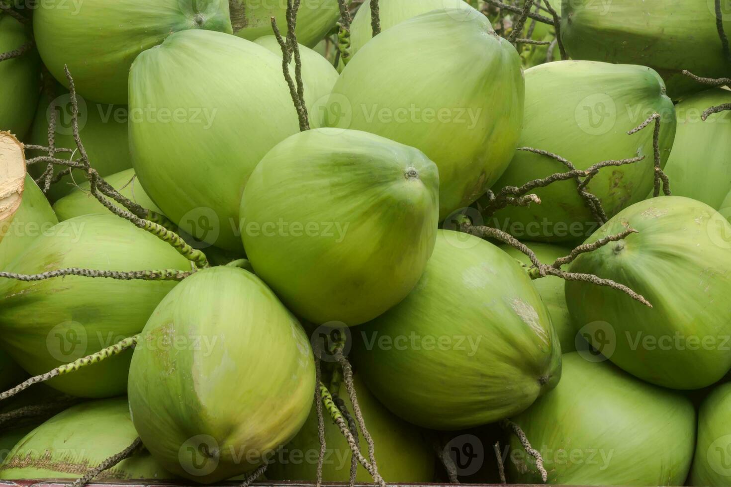 dichtbij omhoog van groen kokosnoot. foto