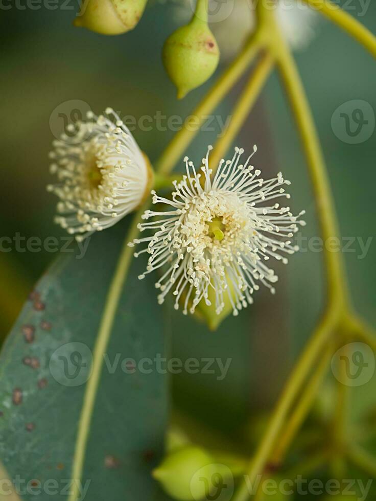 dichtbij omhoog van eucalyptus bloem. foto