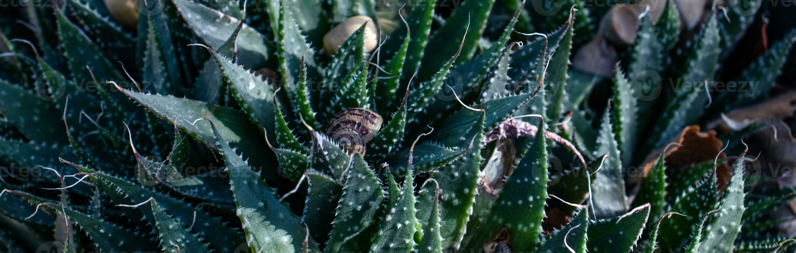 aloë groen sier- fabriek met klein wit doornen. dichtbij omhoog van een tuin slak Aan stam van fabriek foto. foto