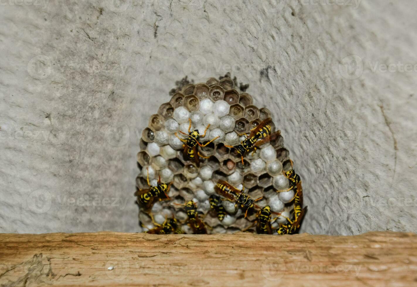 horzel nest onder de dak van de schuur. polist wespen nest foto