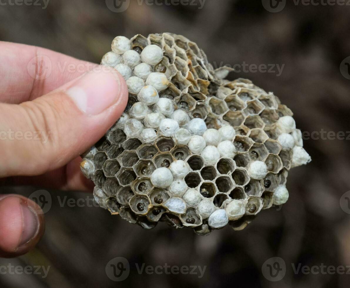 horzel nest onder de dak van de schuur. polist wespen nest foto