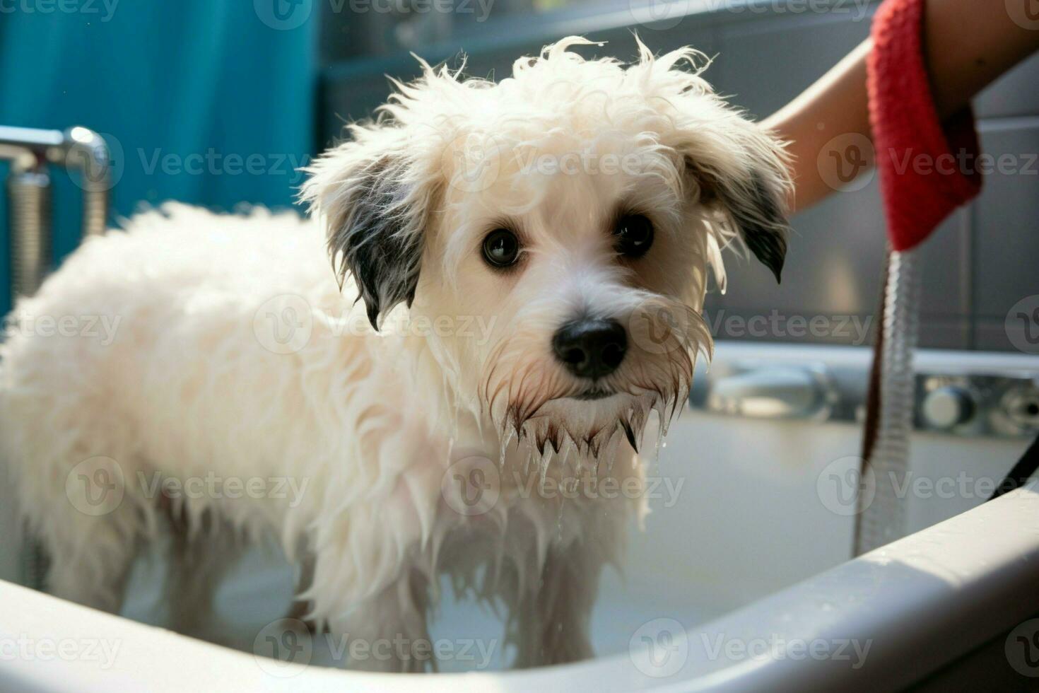 ai gegenereerd verwennerij sessie groomer wast bichon frise mengen in huisdier salon foto