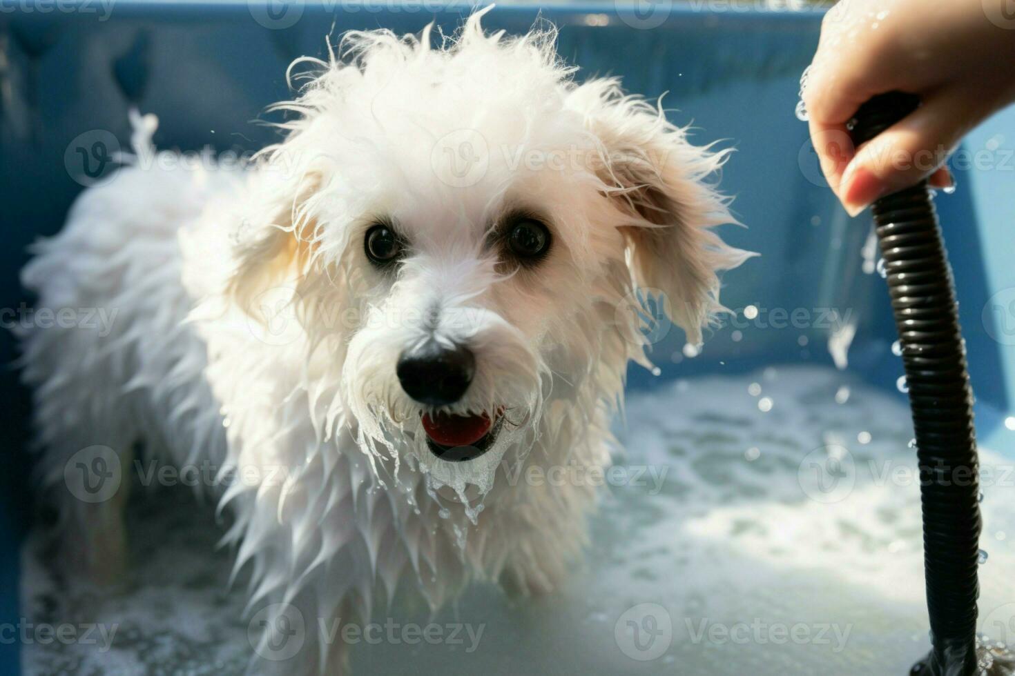 ai gegenereerd huisdier spa behandeling bichon frise mengen wezen gewassen in uiterlijke verzorging salon foto