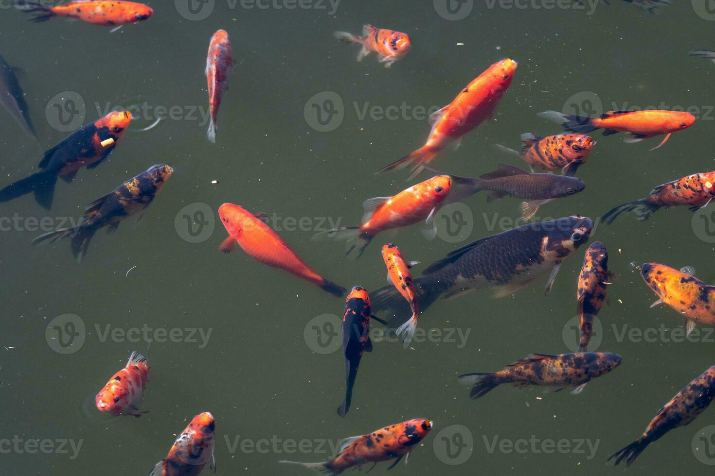 kleurrijk koi vis, karper vis zwemmen in de meer of vijver. foto