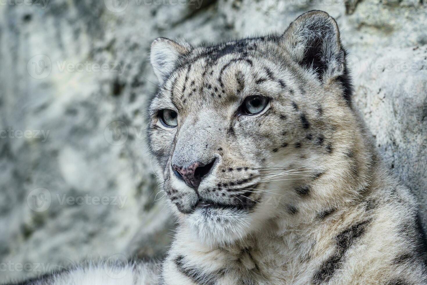 portret van een sneeuw luipaard dichtbij omhoog Aan een steen achtergrond foto