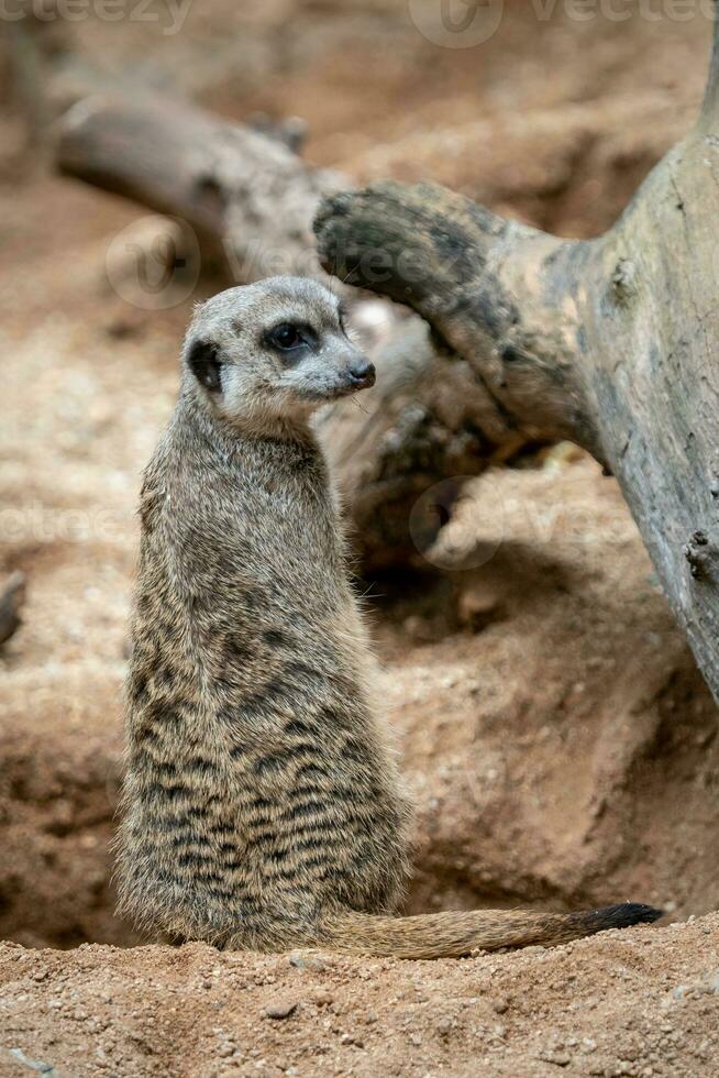 suricata staand Aan een bewaker. nieuwsgierig meerkat foto