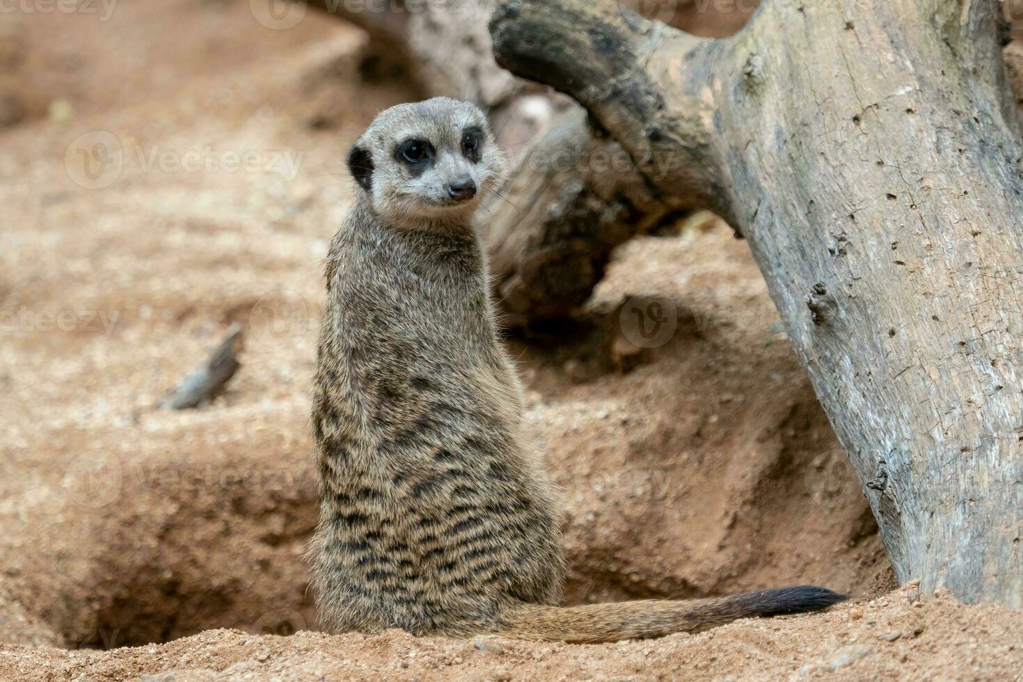 suricata staand Aan een bewaker. nieuwsgierig meerkat foto