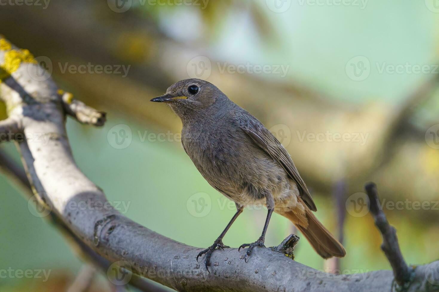 zwart roodstaartje - phoenicurus ochruros staand Aan de Afdeling met prooi. foto