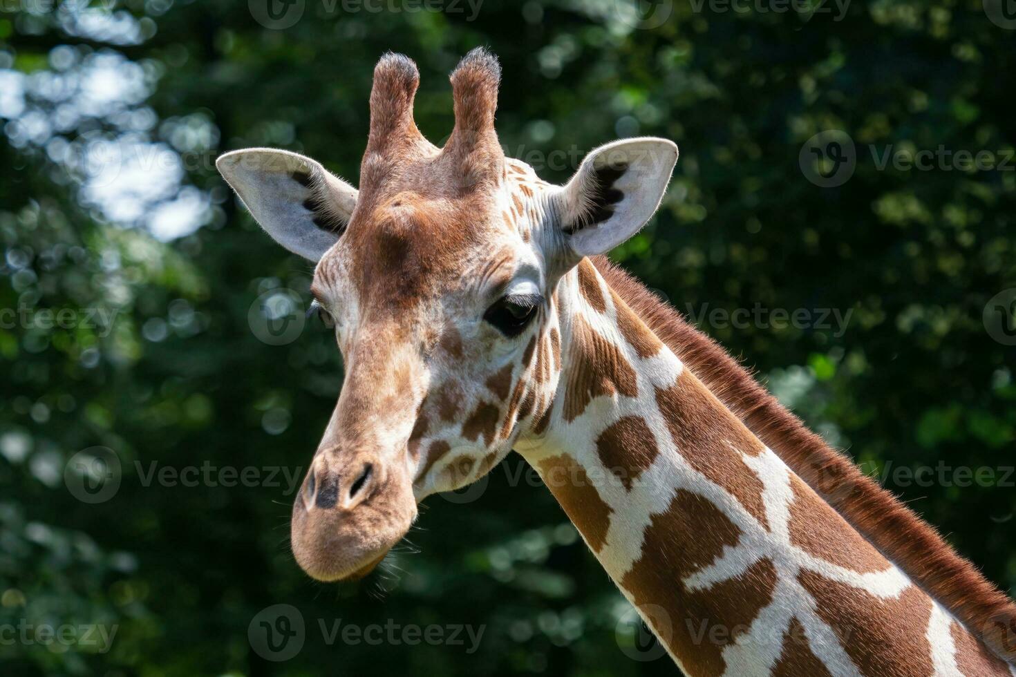 portret van netvormig giraffe, giraffa camelopardalis reticulata, ook bekend net zo de Somalisch giraffe. foto