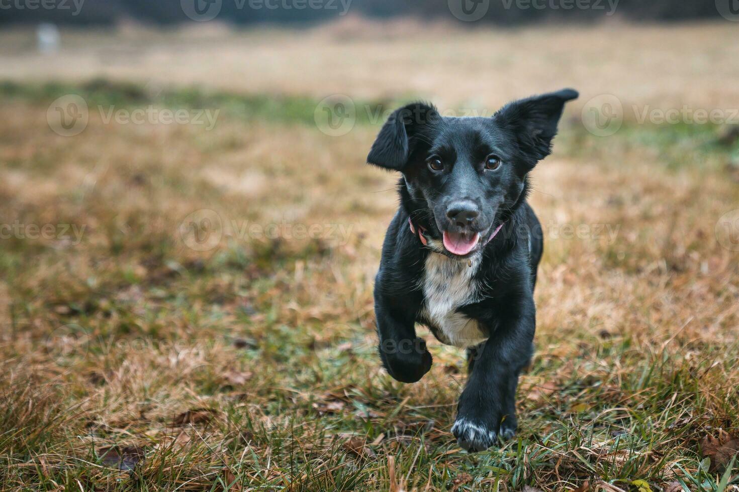 gelukkig weinig kruisen hond rennen Aan de gras. foto