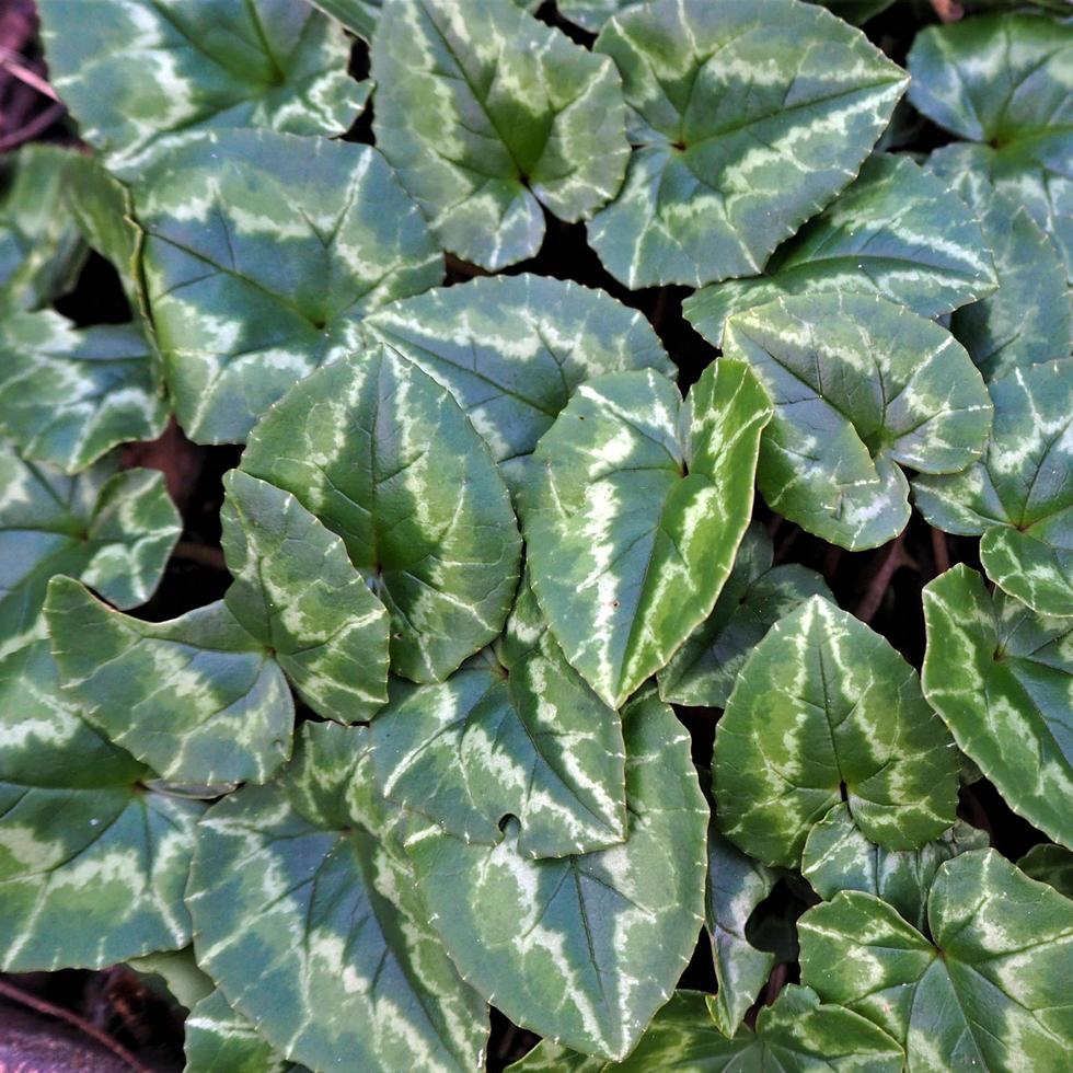 aantrekkelijk bont blad van een cyclamenplant foto