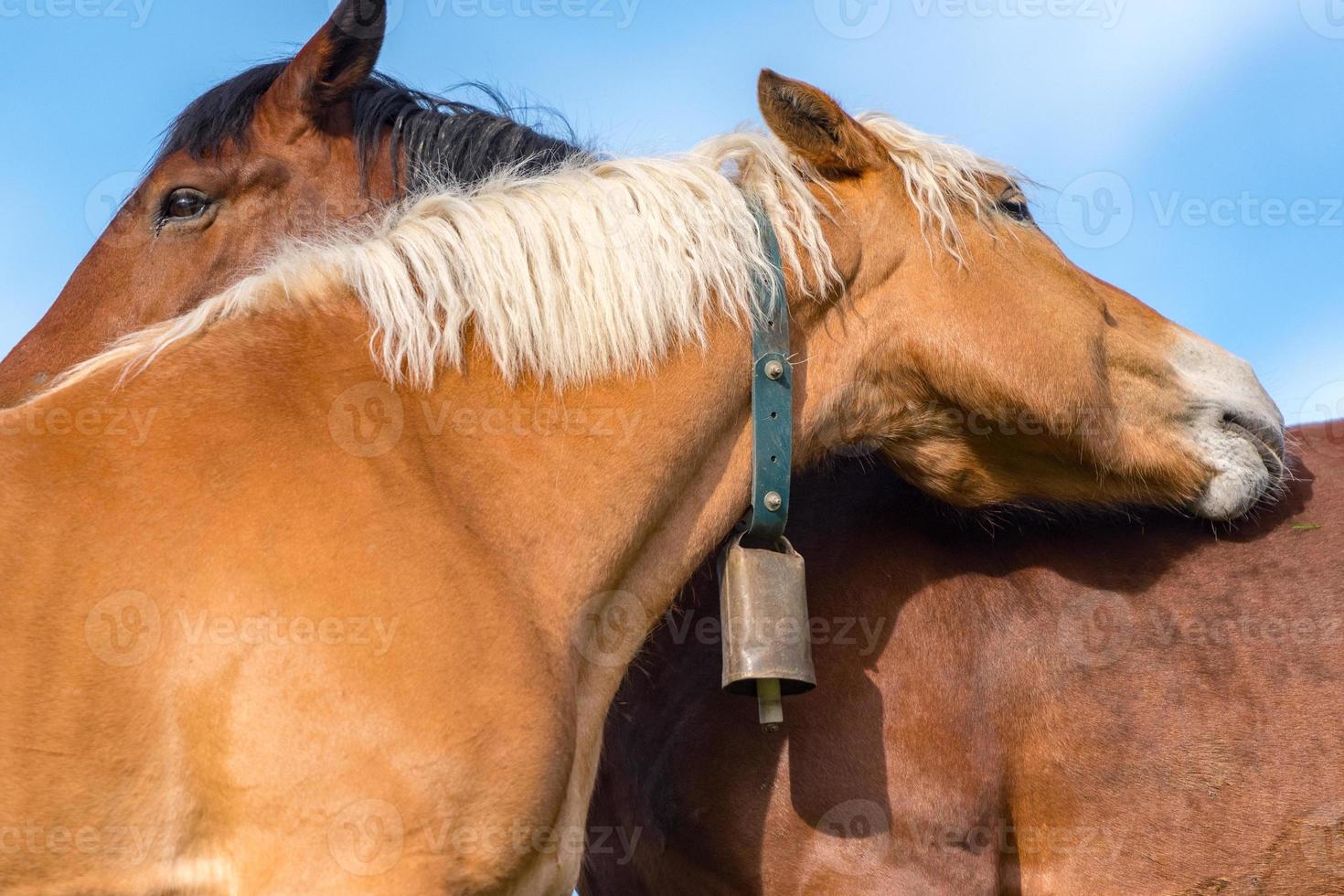 landelijk podium met paarden in de velden van canillo in andorra foto