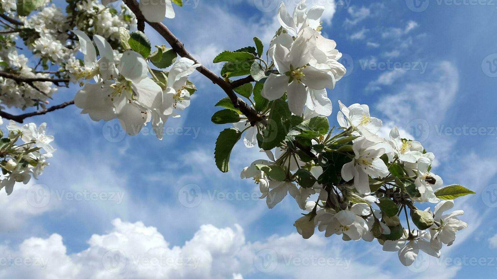 appel boom in bloeien. appel boom bloesem. bloeiend appel boom takken tegen de lucht foto