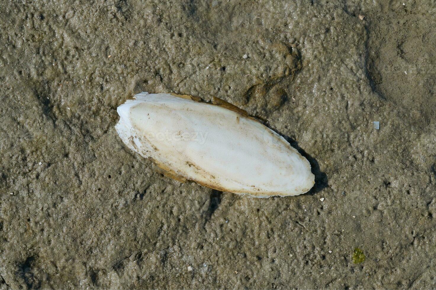 schelp resp.cuttlebone van de inktvis resp. sepia officinalis gedurende laag tij Bij noorden zee, duitsland foto