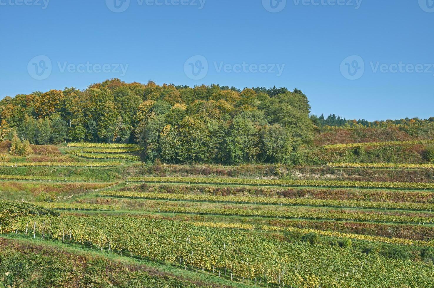 traditioneel wijn terrassen Bij Kaiserstuhl wijn regio, zwart bos, Duitsland foto