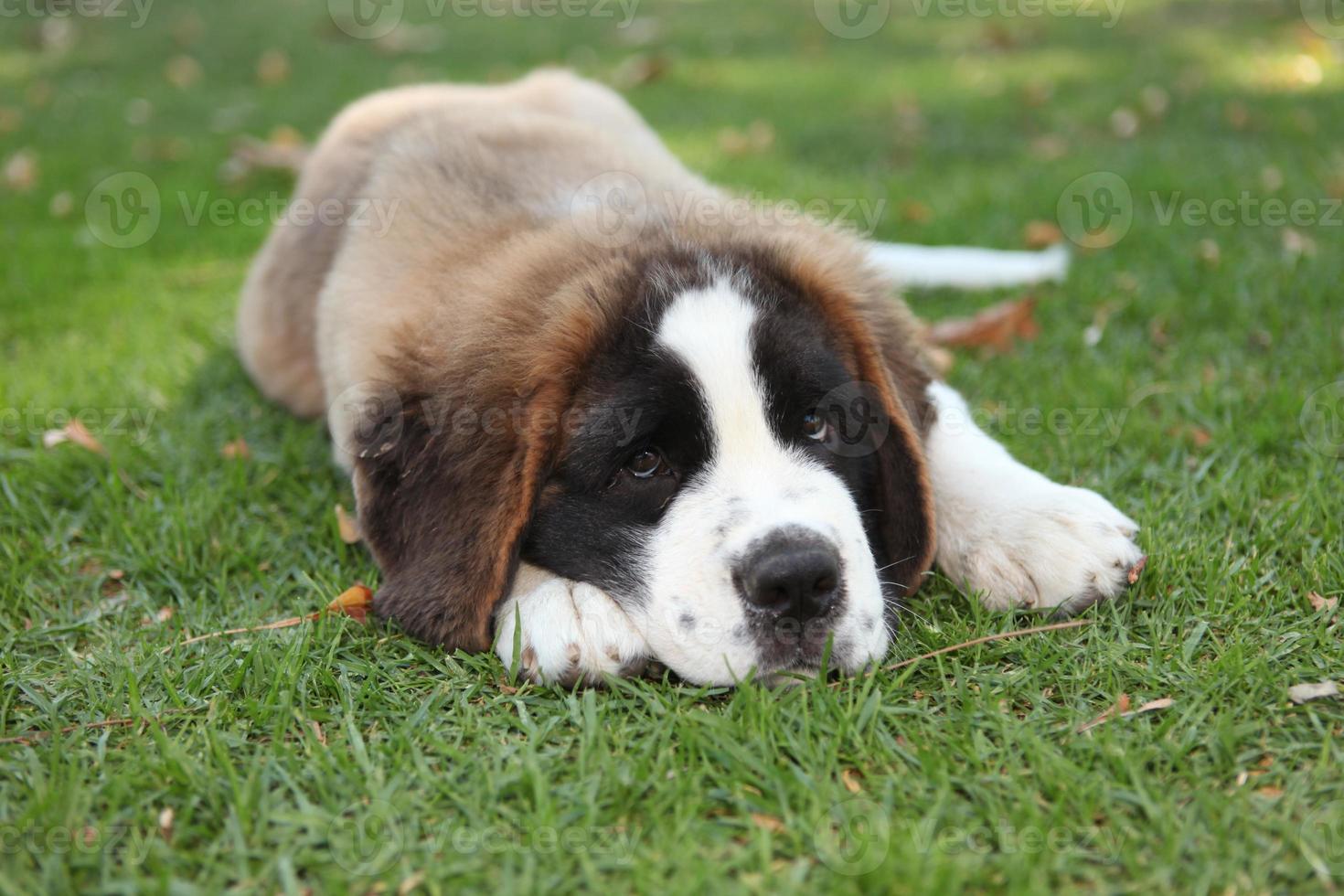 puppy hondje buiten in het gras foto